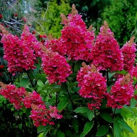 Гортензия метельчатая Wims Red